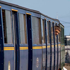 Romney, Hythe & Dymchurch Railway train